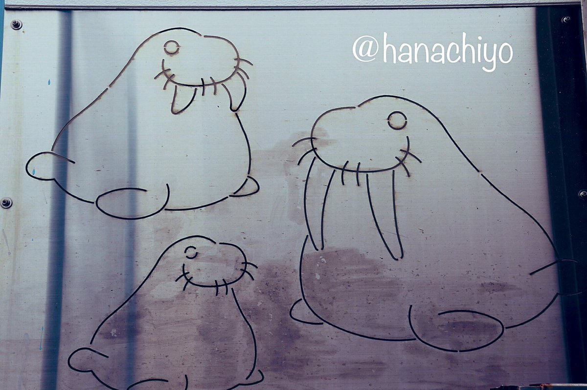 はなちよ على تويتر セイウチプールの横に ３頭の可愛いイラストがありました 鳥羽水族館 セイウチ クウちゃん ツララちゃん ポウちゃん で おやすみなさい