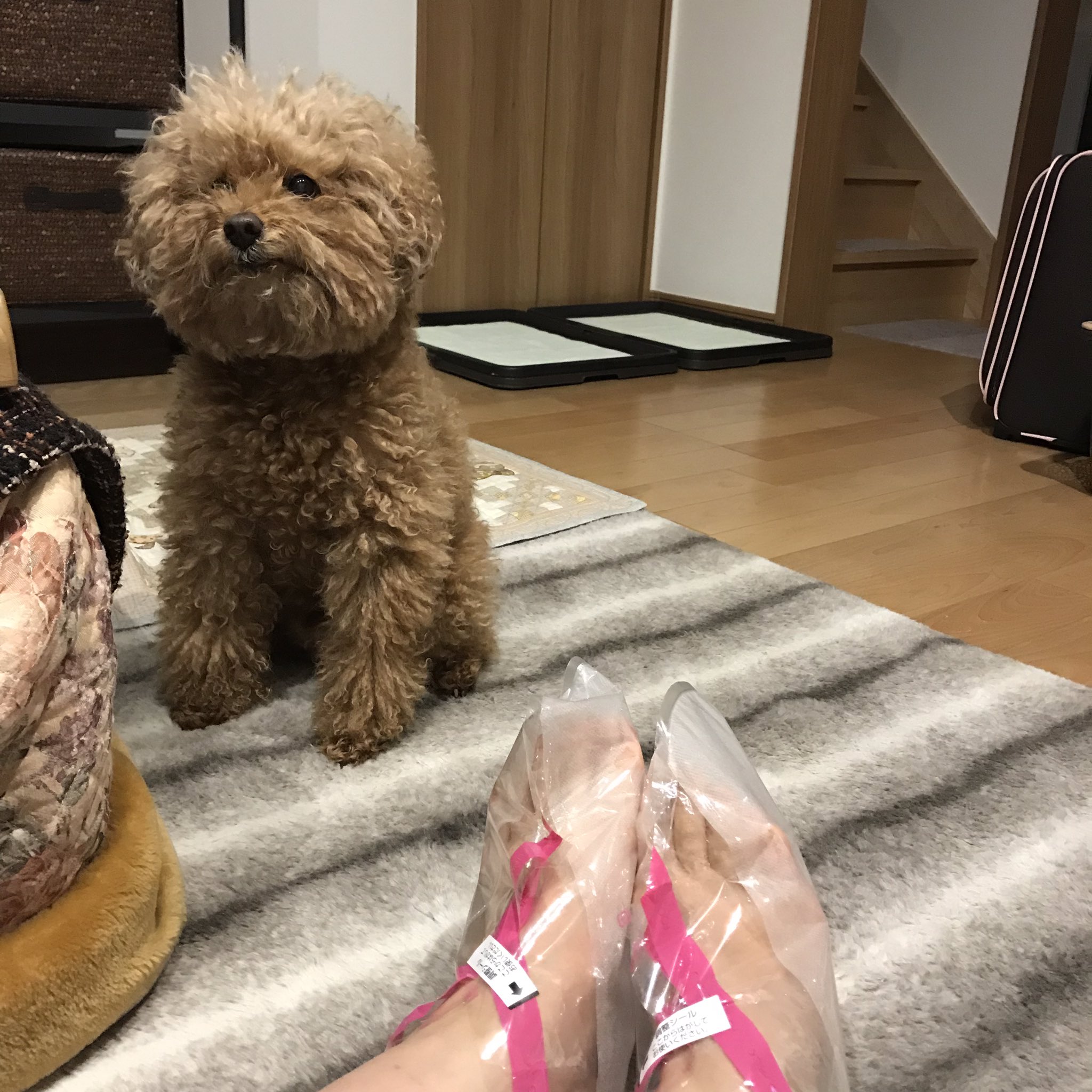 足の皮 Twitter Search Twitter