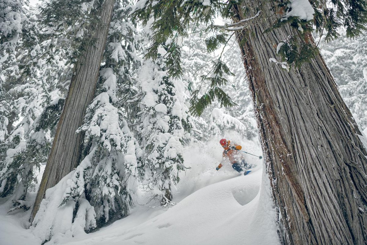 patagonia's tweet photo. Leah Evans in the artful pause between turns and old-growth cedar. Skiing with these 120- to 250-year-old trees is becoming a rarity in British Columbia as snow levels rise. Photo: Garrett Grove

Watch Treeline, now available on YouTube and IGTV: https://t.co/IwfCIjbUph https://t.co/Mgp3JLVa9D