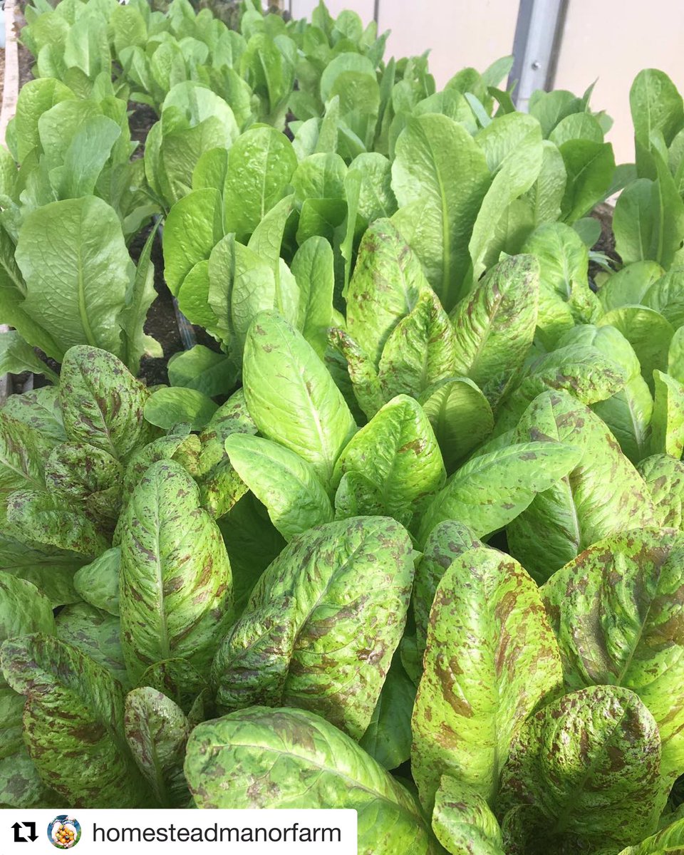 We’re keepin’ it green🌿on the Homestead Manor farm despite the cold! Romaine and Flashy Trout Back lettuces are headed to the <a href="/PuckettsGrocery/">Puckett's</a> &amp; HM kitchens this week!👩🏼‍🌾 #farmlifebestlife