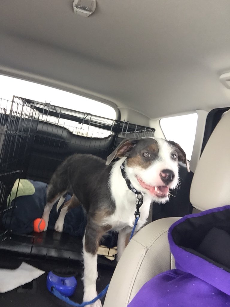 realjantol's tweet image. Hey! It’s Sumo’s first Viking road trip! #sherows