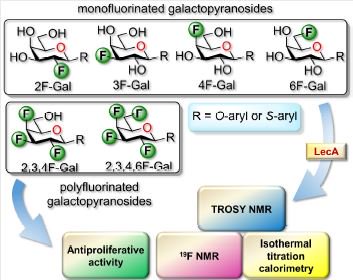 Sweet Teflon : Our collab with D. Giguere, @ChrRademacher, @els_shanina and others on fluorinated galactose and interactions with lectins by ITC and NMR is out in @ChemEurJ onlinelibrary.wiley.com/doi/abs/10.100…