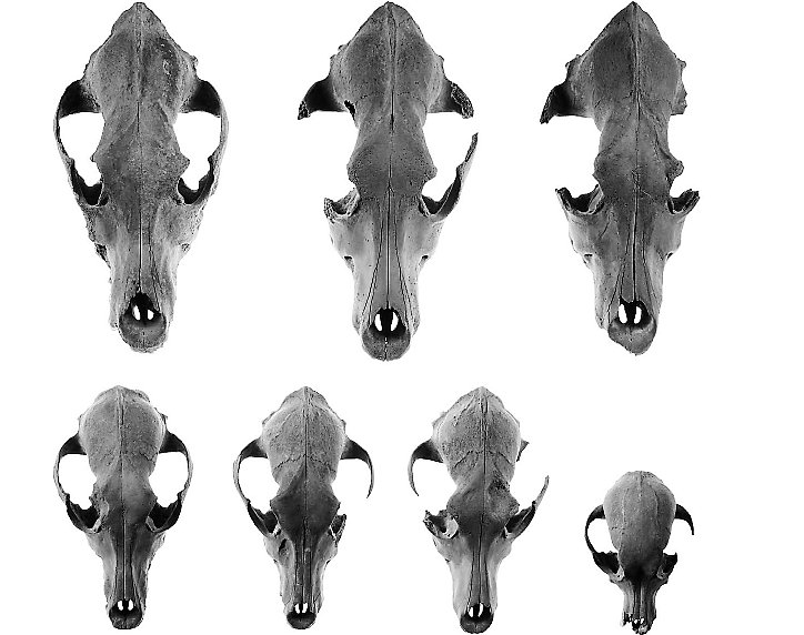 A closer study of dog bones in the Greek world reveals an even more complex storyThe Agora Bone Well from Ancient Athens included the bones of over 150 adult dogs, deposited among 450+ newborn children. It was likely a purification ritual related to infant mortality/8  #PATC3