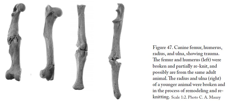 Lynn Snyder’s study of these dog bones shows they were middling in size, neither the hunting hounds nor the toydogs described in texts or depicted in art. The numerous pathologies on their bones, often signs of healed trauma, suggests they were street-dogs or strays/9  #PATC3