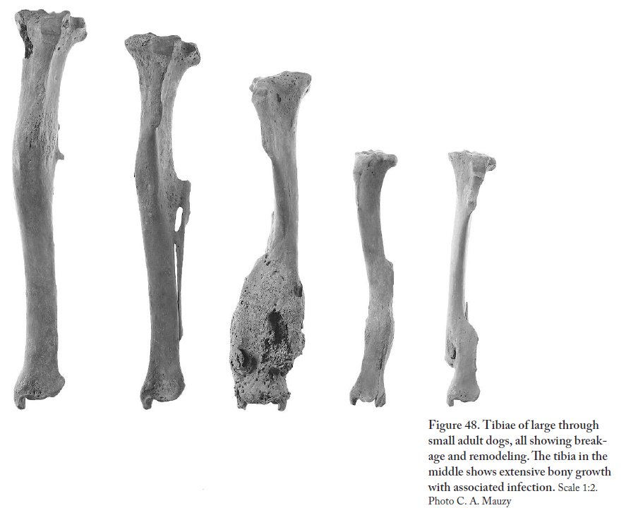 Lynn Snyder’s study of these dog bones shows they were middling in size, neither the hunting hounds nor the toydogs described in texts or depicted in art. The numerous pathologies on their bones, often signs of healed trauma, suggests they were street-dogs or strays/9  #PATC3