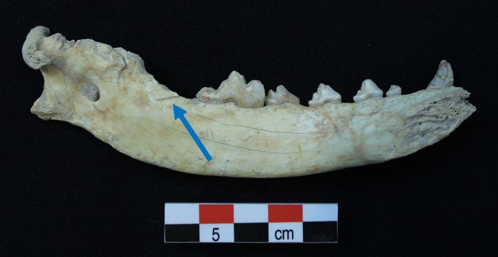Dog meat was sometimes eaten. Butchered dog bones show it was neither common nor uncommonThe dog mandible below is from Azoria on Crete. The cutmark on the interior was likely from removing the tongue. Unfortunately, no ancient Greek recipes for dog tongue survive/11  #PATC3