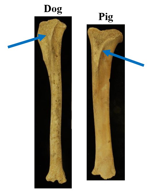 Dog butchery in downtown Athens was small-scale, but likely on a commercial basisThe butchery methods were similar to pigs, with kneecaps chopped similarly off and dog mandibles given special attention. Like pork cheek, dog cheek, was potentially a cured delicacy/12  #PATC3