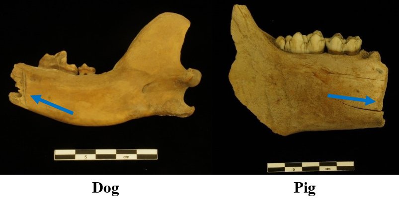 Dog butchery in downtown Athens was small-scale, but likely on a commercial basisThe butchery methods were similar to pigs, with kneecaps chopped similarly off and dog mandibles given special attention. Like pork cheek, dog cheek, was potentially a cured delicacy/12  #PATC3