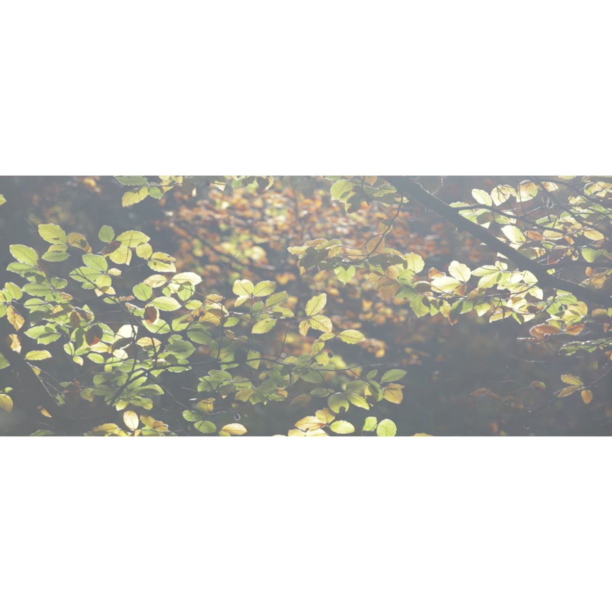 #nature #love #filmmaking  #postproduction #filmmakerslife #cinema #cinematography #videography #filmmakers #videographer #moviemaking #director #directorofphotography #videoeditor #fedafilm #filmteam #setlife #videomaking #filmcommunity #filmproduction #tbt #videoproduction