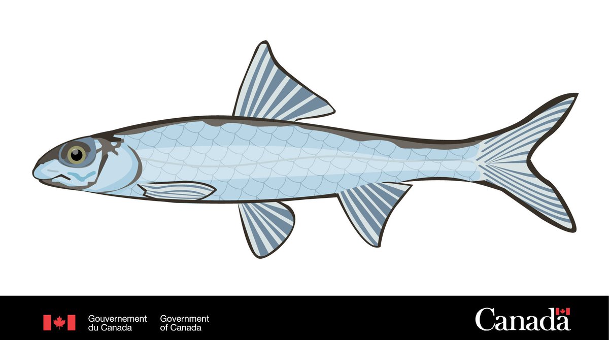 Saviez-vous qu’une femelle méné à grande écailles peut pondre jusqu'à 12 000 œufs au cours de ses 3 à 4 ans de vie 😮
Cette espèce de méné son de petits poissons long de 10 à 15 cm de la famille des cyprinidés.  ow.ly/NLnj30nwOk8 
#EspècesEnVedette