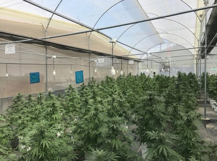 KhironLife's tweet photo. At Khiron, we understand that our actions generate an impact. 
 
Our advanced cultivation facility features a dripping soil irrigation system, which helps us save up to 70% water: 

https://t.co/7VQe8tLiuw #CannabisCommunity #KhironLife https://t.co/Z3JTMtc7ji