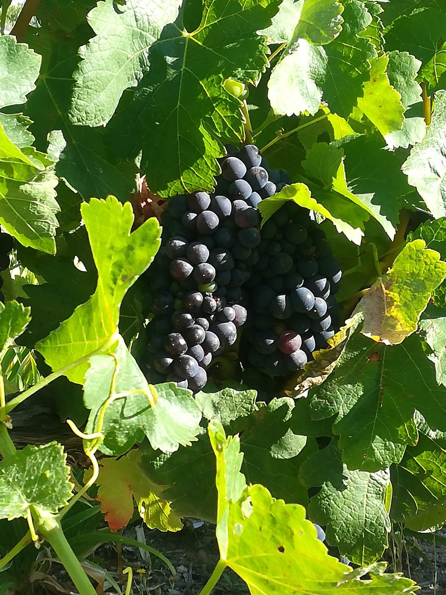 #harvest time in the #winelands and thw #WineLover can look forward to some great #SouthAfrican #wine <a href="/lovecapetown/">Love Cape Town</a> <a href="/StellWineRoute/">Stellenbosch Wine Routes</a>