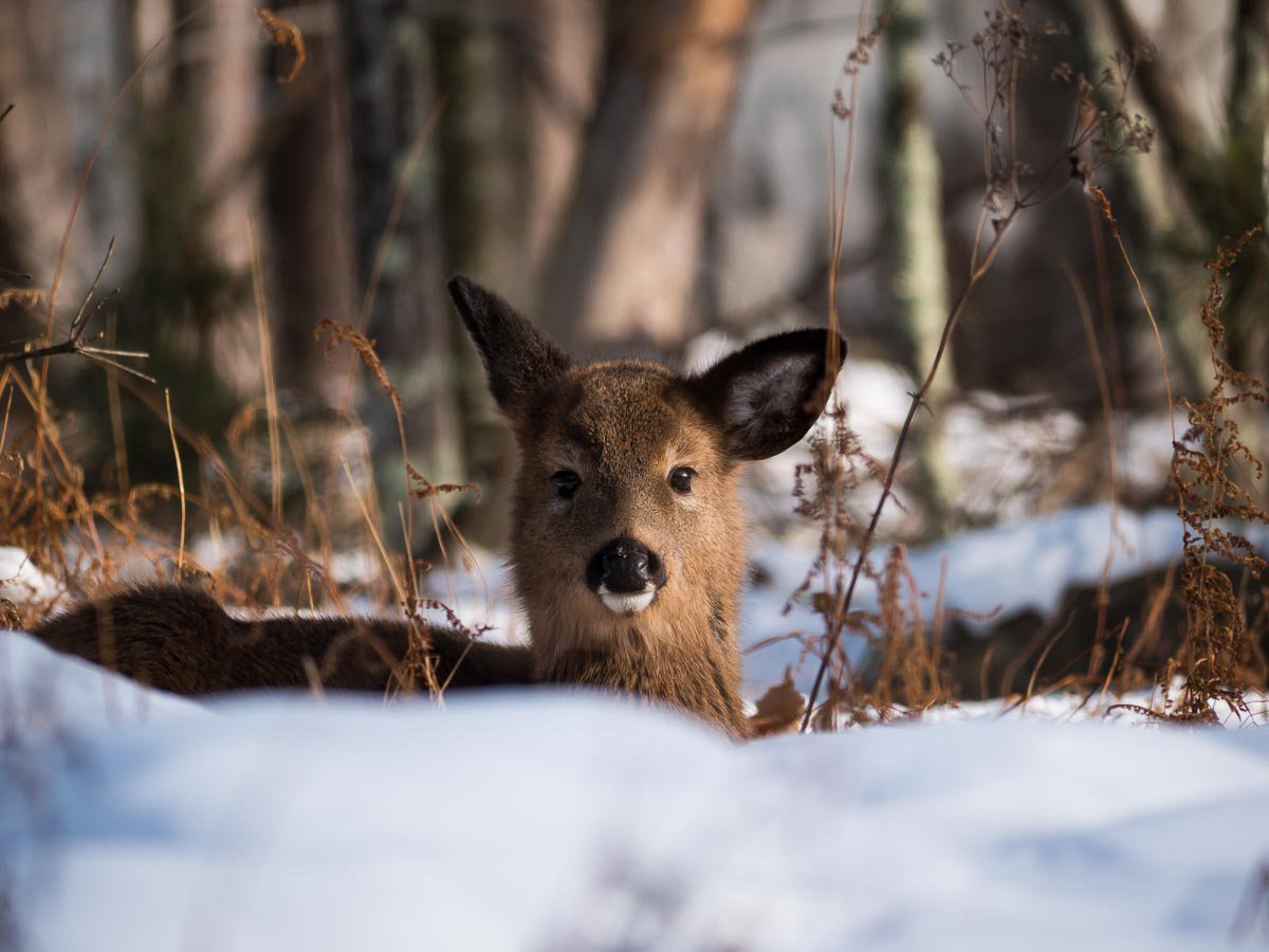 Met this young #deer during a #walk in the #AshokanReservoir. 
#Bambi
#nature #naturelovers #naturaleza 
#wildlife #WildlifeWednesday #wildlifephotography