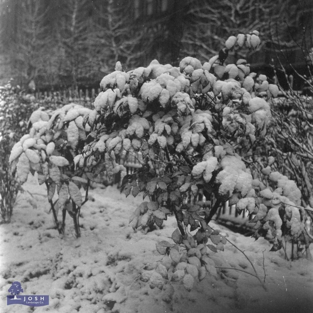 JoshLandscapeCo's tweet photo. Do your plants look a little rundown from the winter? We can help spruce them back up! 🌳

Take advantage of our winter discount and call us today!

#PolarVortex https://t.co/Qt1NBynq5d