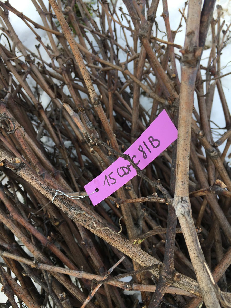 LouisRoederer_'s tweet photo. Great job #TeamRoederer #VineyardSquad ! All the buds of our #rootstocks &amp; #massalselection have been harvested in these amazing snowy conditions ! Ready for grafting!! #craftsmanship #savoirfaire #InPursuitofTaste -JBL https://t.co/Wsmc4GMAEF