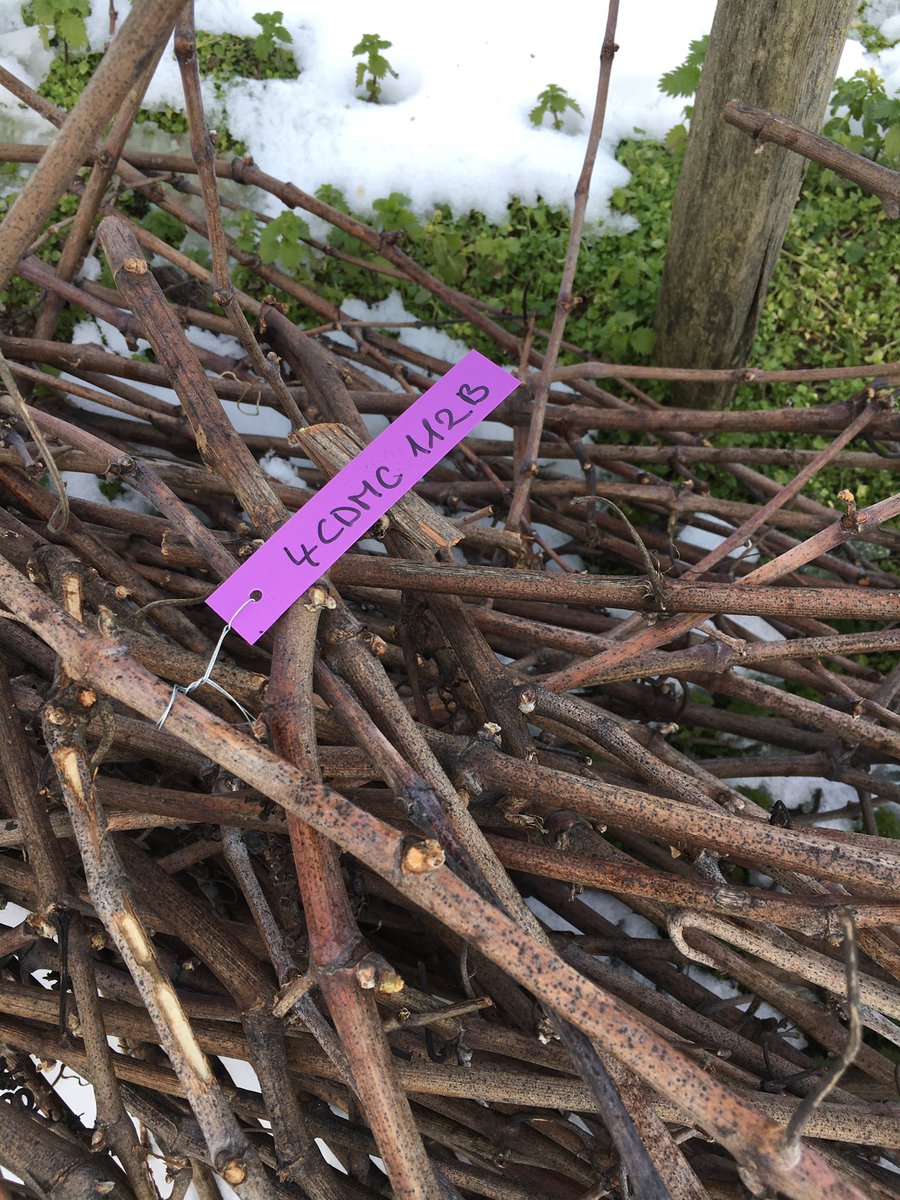 LouisRoederer_'s tweet photo. Great job #TeamRoederer #VineyardSquad ! All the buds of our #rootstocks &amp; #massalselection have been harvested in these amazing snowy conditions ! Ready for grafting!! #craftsmanship #savoirfaire #InPursuitofTaste -JBL https://t.co/Wsmc4GMAEF