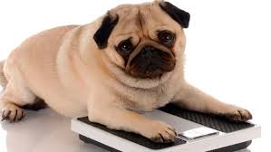 Pet Food Institute tweet media