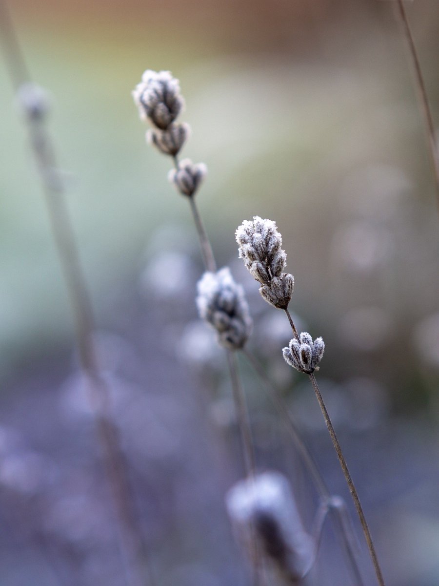 It may be cold outside, and this lavender may be finished (for now) but there’s still colour and beauty to be found! #bokeh_bliss #bokehlicious #bokehflowers #lavender