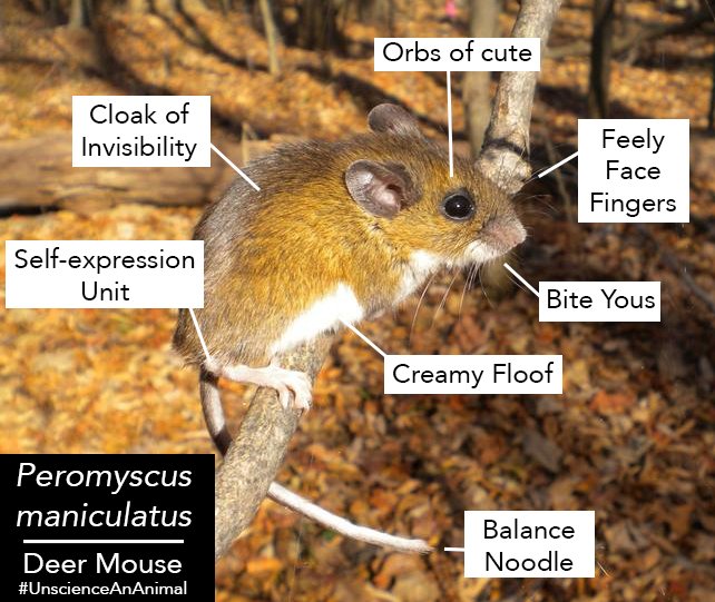Deer mice are a model for studying the evolution of many fascinating traits. See below. #UnscienceAnAnimal #evolution This was a collaborative effort by <a href="/HoekstraLab/">The Hoekstra Lab</a>! Thanks @AndiKautt <a href="/lassancejm/">Jean-Marc Lassance</a> <a href="/twooldridge1/">Brock Wooldridge</a> @Felix_Baier @nickjourjine @oliviameyerson