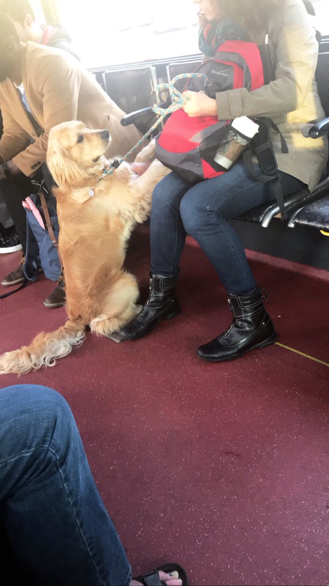 Two people sit on a bus with a seat between them. A golden retriever sits facing a seat with his paws up on it.