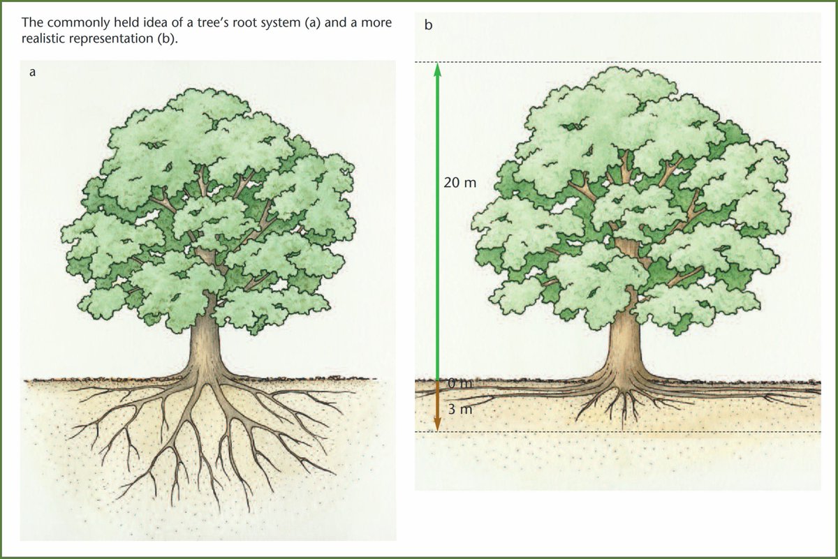 Goede illustratie bij info over grondsoort en worteldiepte bomen  forestry.gov.uk/pdf/FCIN078.pd…