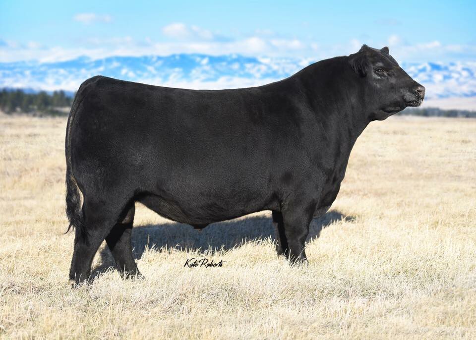 Here’s a highlight for our 2019 Sale. First son off Silver Star 5103 to sell in Canada. Residual Feed Intake leader, awesome calving ease, big time weaning growth, and from an awesome dam are a few ways we would describe him. #CdnAg #agriculture #albertabeef #AngusCattle