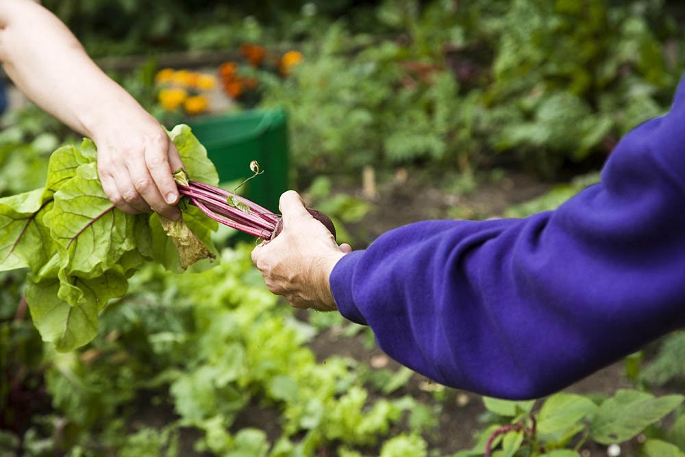 We’re delighted to have been selected today to work with @FCFCG  to deliver the Growing Care Farming project which will enable many more people in need to benefit from care farming services: bit.ly/2SfYlK0 
#CareFarming #GreenCare #children #nature #yearofgreenaction