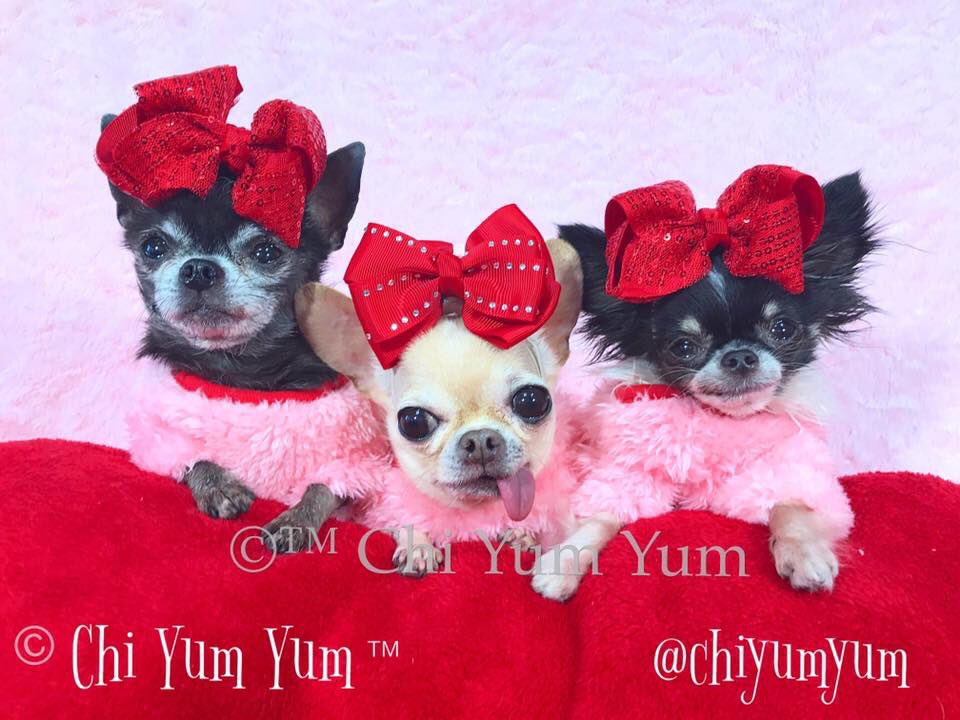 “Three Chi Thursday”
#Chihuahua #chi #crazycute #ValentinesDay #lovemydog #cutestdog #smallestdog #cutestchihuahua #fashionista #dogmodel #dogfashion