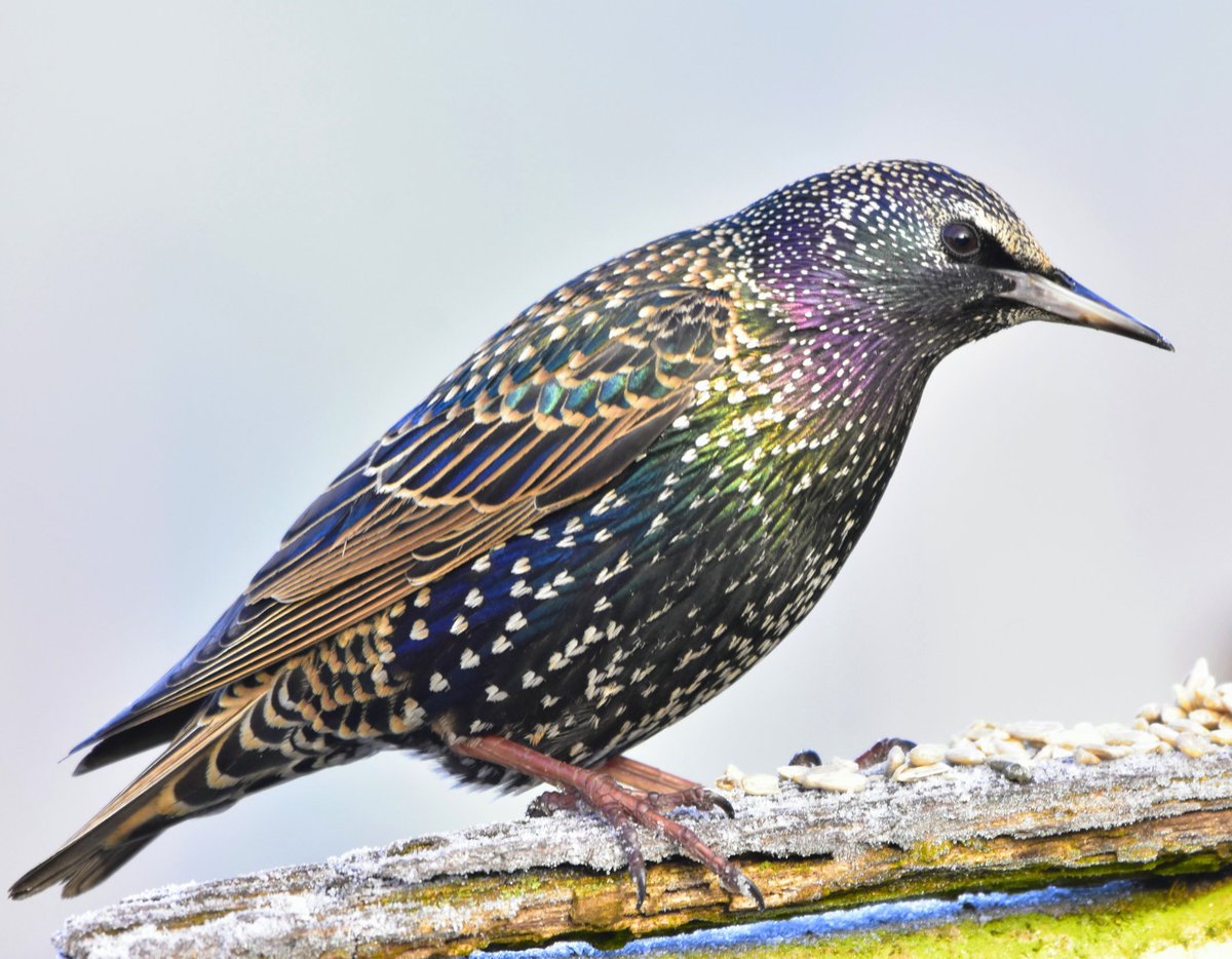 The bird that gives us so much that we take for granted, mainly because they are common. Every winter they mesmerise millions of the general public who have haven't a clue about Nature but they can appreciate what these BEAUTIFUL bird give us. #SaveOurStarlings #LoveOurStarlings