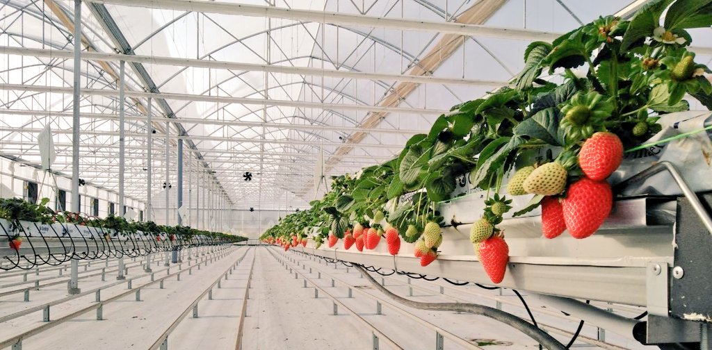 FraoulaBest system in Attica,Greece.Apart the problems with the propagation material and the weather difficulties the strawberry plants thanks to Aristotelis (production manager) have overcome the stress period <a href="/Grodan/">Grodan</a> <a href="/DKG_Consulting/">DKG Consulting Ltd (member of The DKG Group)</a> @iqcrops @thedkggroup