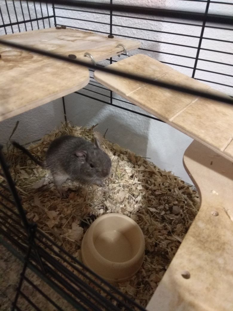 factor_animal's tweet photo. Se llama #Degdeg, es un #Degu, otro compañero de oficina 🐀. Vive en un #habitáculo de cristal porque es un #SuperRoedor y si fuera de madera o plástico habría conseguido salir en pocos minutos.↪️ https://t.co/faTbZ6SMUD ↩️ #roedor #jaulas 🐹 https://t.co/igTLf9GrpL