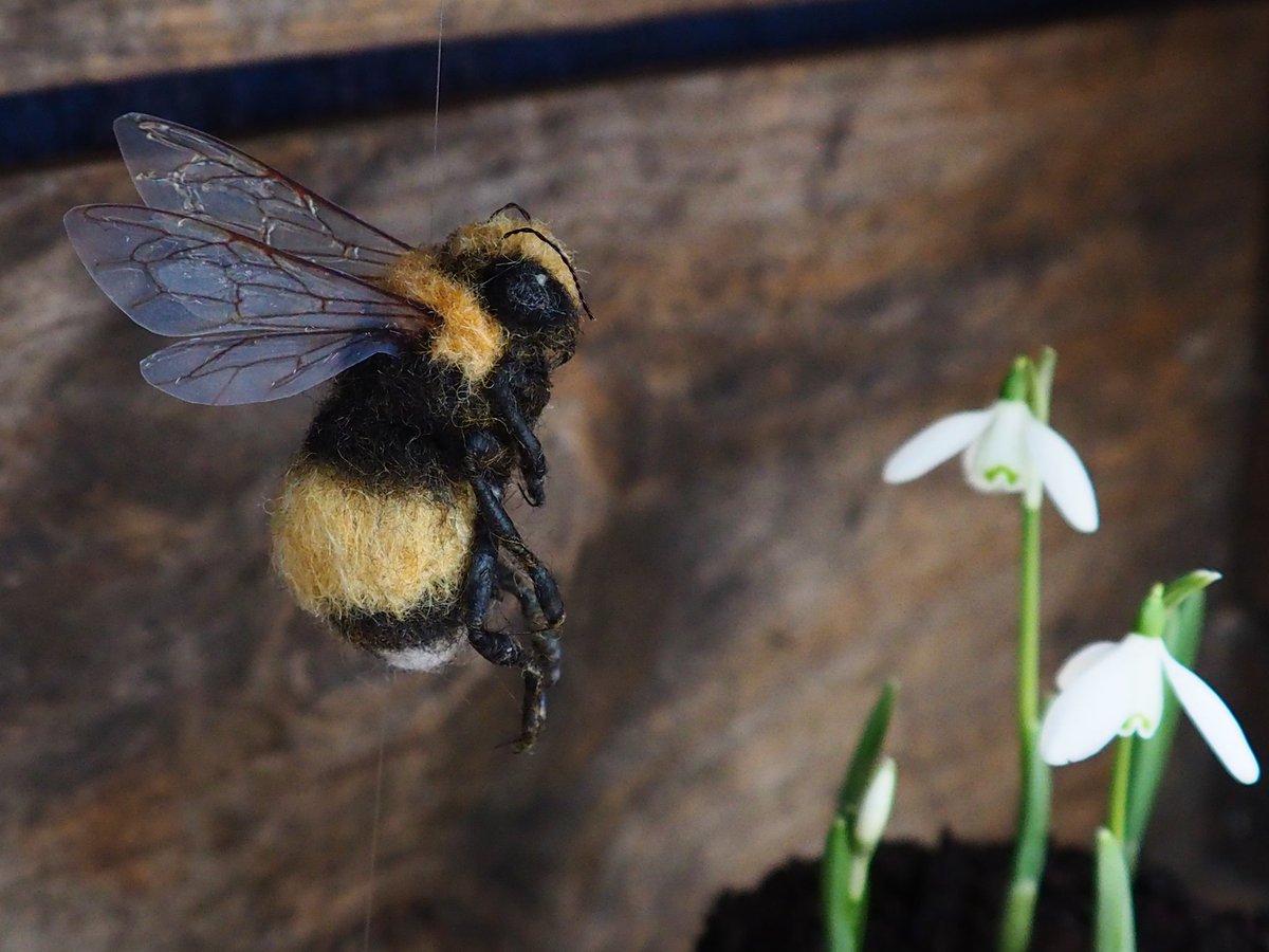 Whispering_Wild's tweet image. I've done it! I've finally made a bumble bee I'm proud of. I wanted to get all those tiny details in, not just a ball of fluff! 😊 what do you think? #bumblebees #saveourbees