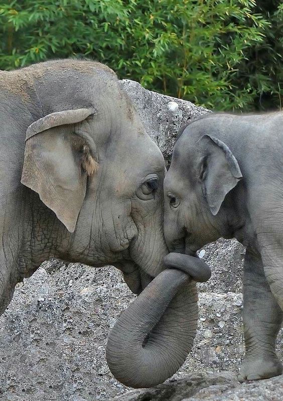 shopivoryella's tweet image. elephant kisses 💋