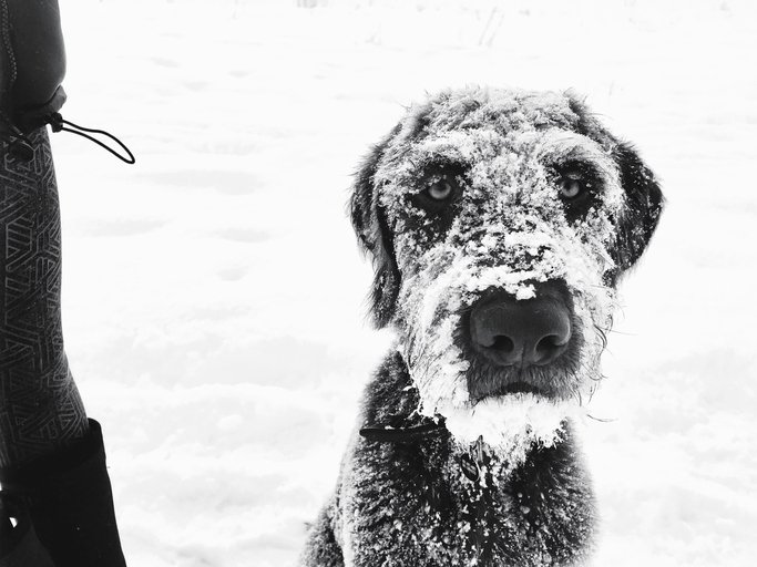 The Daily Puppy tweet media