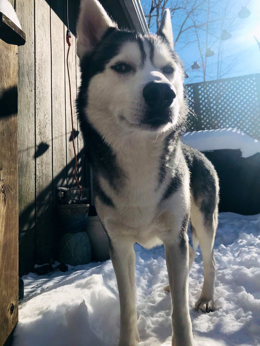 JakeBellalove1's tweet photo. Seriously, did you just say it’s too cold and I have to come in??? 🥶❄️🐾🐾 #PolarVotex2019 #PolarVortex19 #snowday #snowdog #thursdaymood #dogs #DogsofTwittter #pets #Huskies https://t.co/xnSC0IpTiL