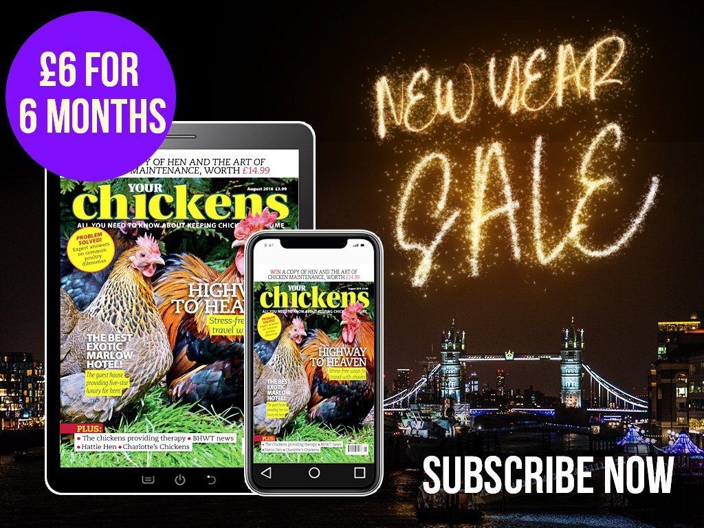 Your Chickens tweet media