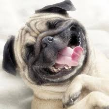 nick_walking's tweet photo. Make your dog happy and give us a call!! https://t.co/ImnNBzzopI