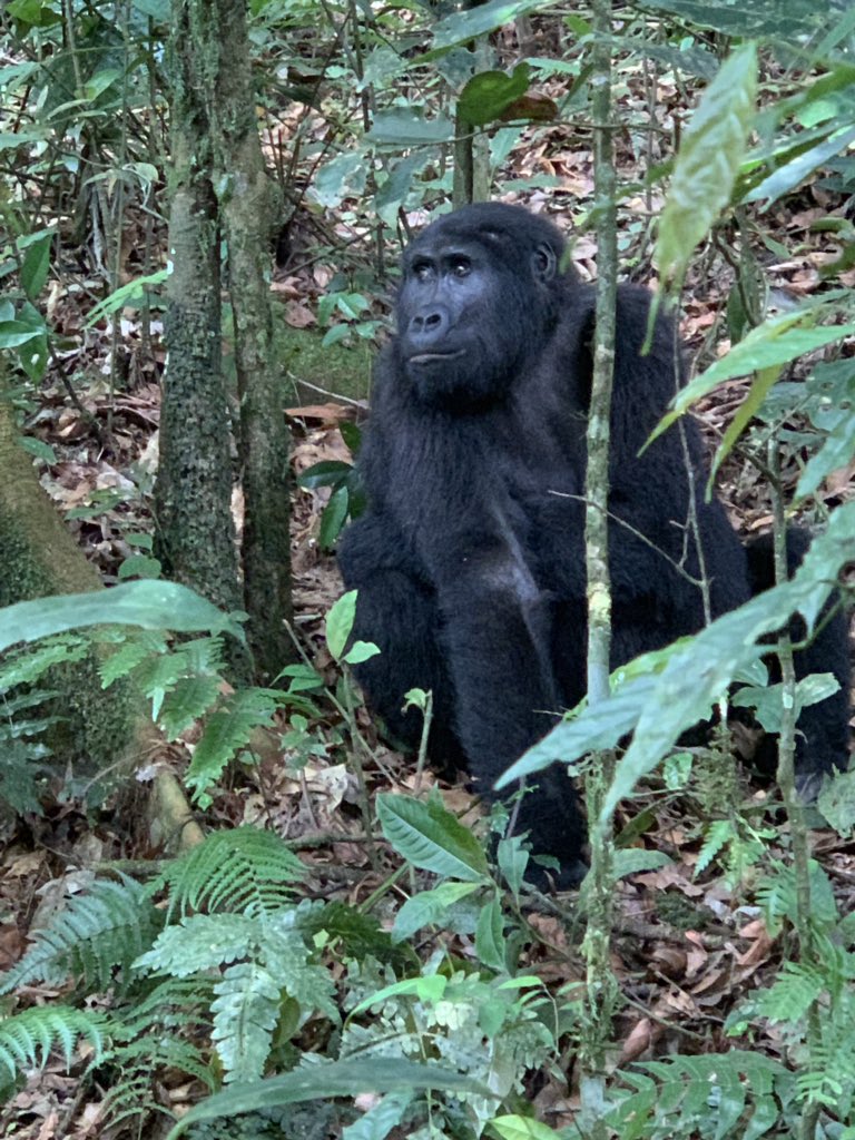 JanKamp4's tweet photo. Uganda🇺🇬blijft me verbazen, ik snap dat sir Winston Churchill het de ‘parel van Afrika’ noemde. #bwindipark #moutaingorillas #queenelizabethpark #lakeedward https://t.co/xeR6YwRFOp