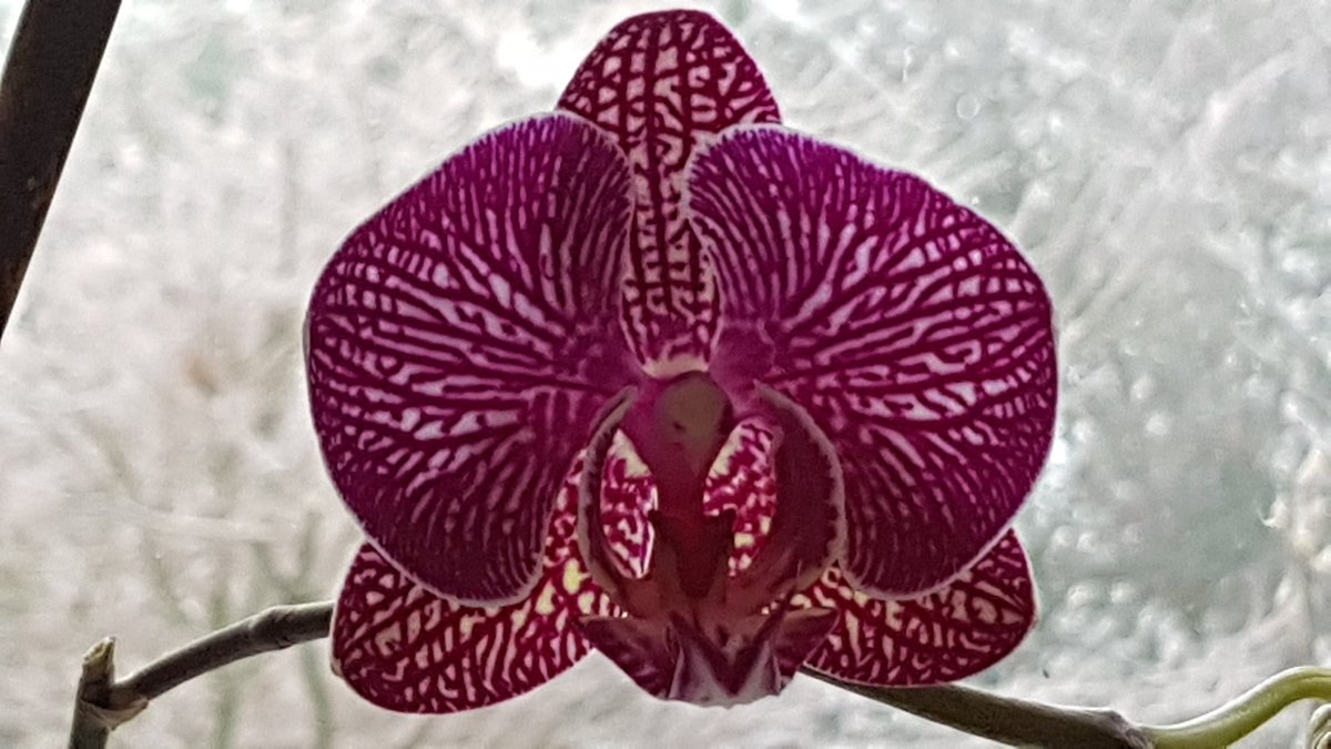 Winter colour albeit indoors but still beautiful #loveorchids