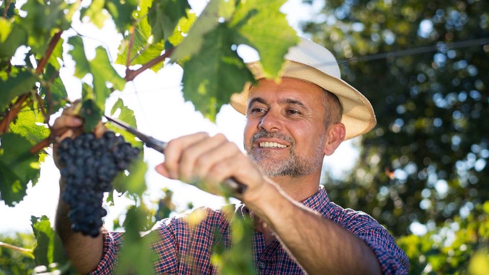 Vignerons Ind Québec tweet media