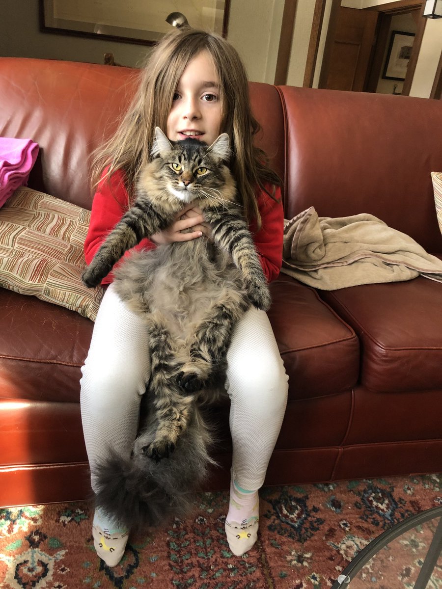 Bellatrix_Luna1's tweet photo. Most embarassing picture ever😡😾😖 #belly #bellatrix_luna1 #CatsOfTwitter #catstagram https://t.co/Zu2ca4SpD8