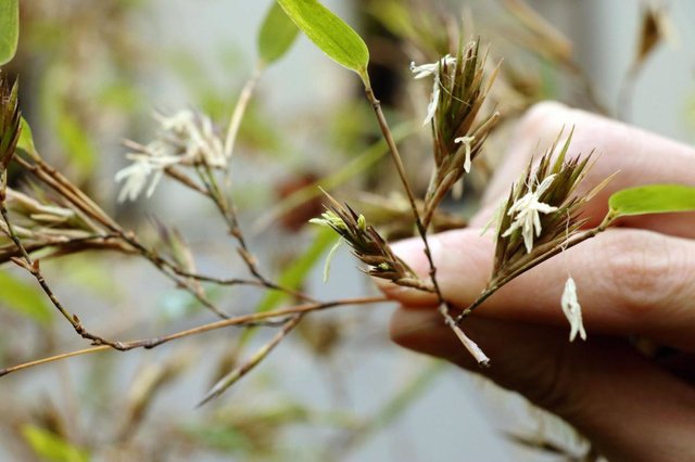 竹の花が不吉な１つの理由 年コロナ感染が予言通りに当たった
