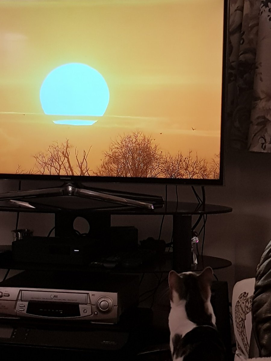 shivdelaney's tweet photo. My cat is obsessed #Winterwatch https://t.co/IJqkaizIPe
