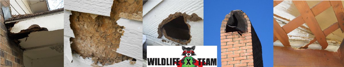 Animals can cause hundreds of dollars worth of damage to your home. Luckily Wildlife X Team is here to help have a trained professional for every situation from infestation to restoration. 
Contact us at WildlifeXTeam.com Today!  #Animalinfestation #Atticrestoration