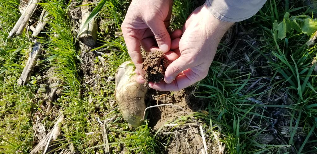 FarmrHuntr's tweet photo. Who knew a 10 minute conversation at #F2F18 in Omaha would create the opportunity to see a new friend's farm 1,100 miles away near Millen Georgia. Pretty amazing day seeing his deep commitment to cover crops and soil health and of course sampling some great southern BBQ. https://t.co/jUcoX14Vc9