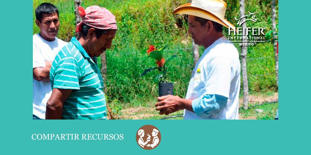 HeiferMexico's tweet photo. Hay muchas formas de contribuir en una comunidad, pero cuando aprendemos a compartir logramos transformar vidas. #CompartirRecursos #Resiliencia https://t.co/Je9uNXRnqO