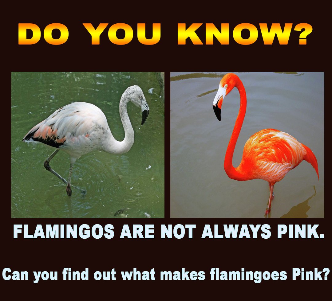 Eneet4all's tweet photo. Flamingos are not always pink.
Can you find out what makes flamingoes Pink?
#NEET #FIITJEEMEDICAL #NEETCOACHING https://t.co/WE5ejKNDhX