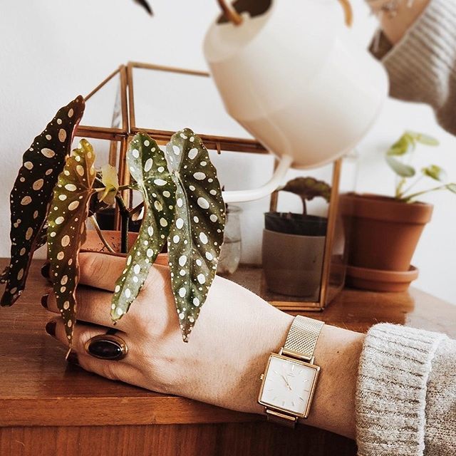 | still growing 🌿
_______________________________________
w/ @anotherpiasview
watch: Merle gold - gold mesh .⠀
.⠀
.⠀
#uhrwerkberlin#squarewatch#plantlady#bedifferent#golden#watches#watchlovers#timeless#interior#hygge#berlin#kreuzberg#designedinberlin… bit.ly/2HHFV0p