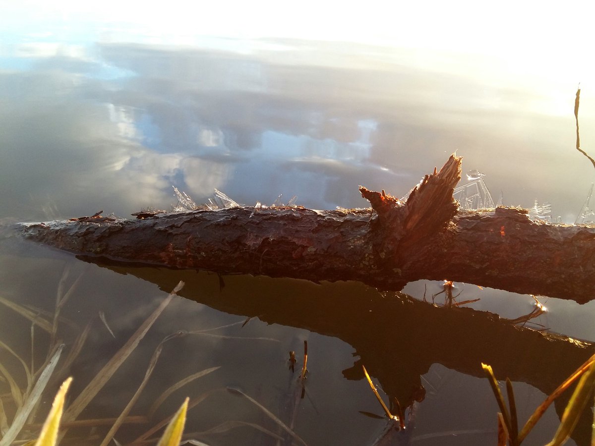 witsj's tweet photo. Ijs op een grote tak in het water.
#Stompwijk
@gjfotos @LincsSkies @BuienRadarNL @StormHour @EdAldus @ricoschroder @omroepwest @Midvliet @WNLVandaag https://t.co/X0IlmXvH1M