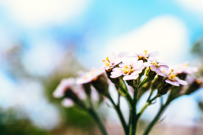 3 pic. I shot some non-kinky photos a few days ago with my new macro lens. But if I call it flower porn